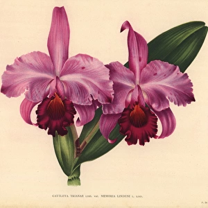 Cattleya trianae Lind var Memoria Lindeni hybrid orchid
