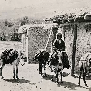 Caucasus Georgia Tiflis Tblisi - Caucasian pack mules