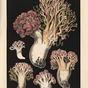 Cauliflower coral mushroom, Ramaria botrytis, edible