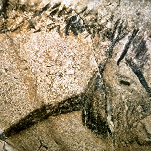 Cave of Niaux. Prehistoric painting. Horse head. France