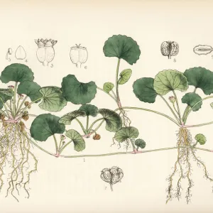 Centella, Indian pennywort or gotu kola, Centella asiatica