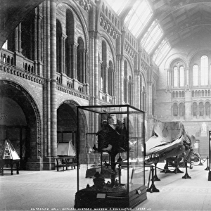 Central Hall, the Natural History Museum. 1902