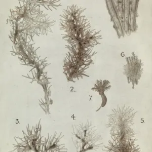 Cephalodiscus species