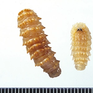 Cephalopina titillator, camel nasal botfly larvae