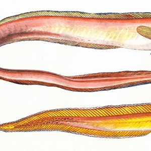 Cepola macrophthalma, or Red Bandfish