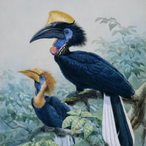 Ceratagymna elata, yellow-casqued hornbill