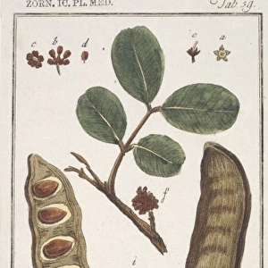 Ceratonia siliqua, carob bean tree