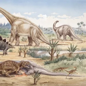 Ceratosaurus, Coelurosaur, Camptosaurus, Stegosaurus, Brachio