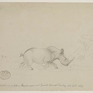 Ceratotherium simum, white rhinoceros