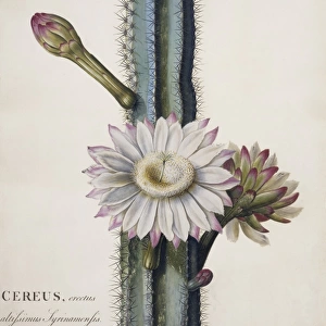 Cereus hexagonus, lady of the night cactus