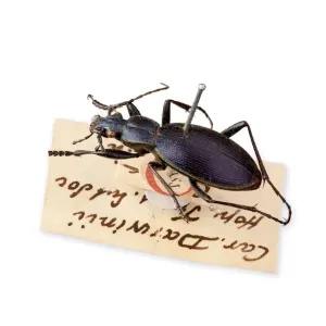 Ceroglossus Beetle Ceroglossus Beetle