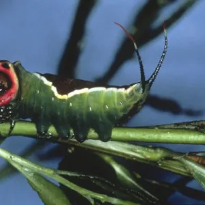 Cerura vinula, puss moth caterpillar