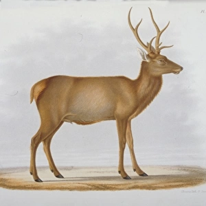 Cervus xanthopygus, deer