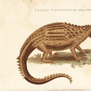 Ceylon crocodile var. from Seba