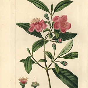 Ceylon hill gooseberry, Rhodomyrtus tomentosa