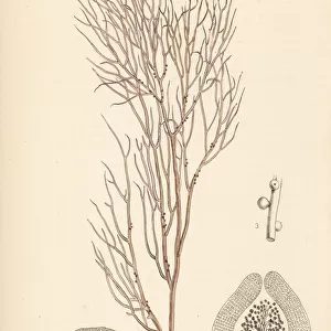 Ceylon moss, Gracilaria lichenoides