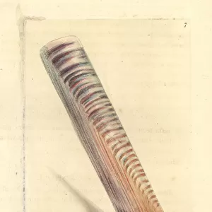 Ceylon razor-shell, Solen ceylonensis