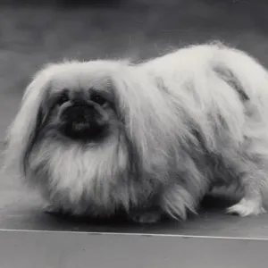 Ch. Tul Tuo of Alderbourne, owned by the Misses Ashton Cross. Pekingese. Date: 1958 Ch. Tul Tuo of Alderbourne, owned by the Misses Ashton Cross. Pekingese. Date: 1958