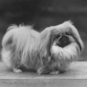 Ch. Tul Tuo of Alderbourne, owned by the Misses Ashton Cross. Pekingese. Date: 1958 Ch. Tul Tuo of Alderbourne, owned by the Misses Ashton Cross. Pekingese. Date: 1958