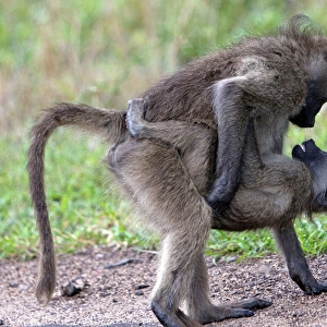 Chacma / Cape Baboon - sexual behaviour between baboons