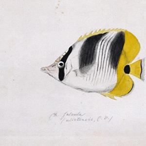 Chaetodon ulietensis, Pacific double-saddle butterflyfish