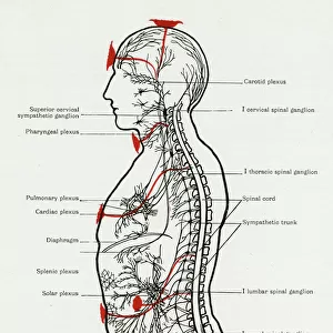 Chakras and Nervous System