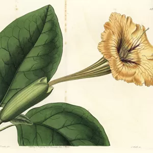 Chalice vine or spotted-flowered solandra, Solandra guttata
