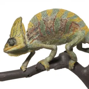 Chamaeleo calyptratus, veiled chameleon