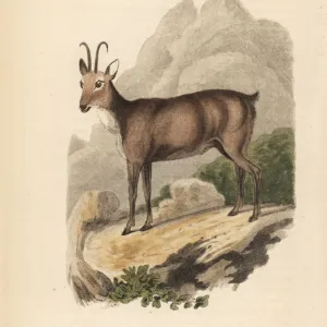 Chamois, Rupicapra rupicapra