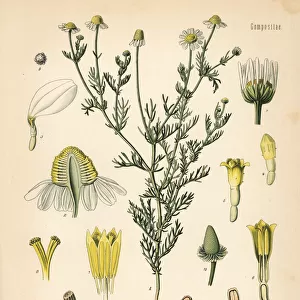 Chamomile or camomile, Matricaria chamomilla