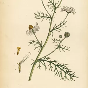 Chamomile, Matricaria chamomilla