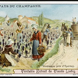 Champagne Production