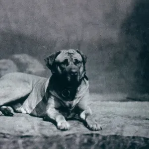 CHAMPION-COLONEL Dog owned by Richard Alston Date: 1879