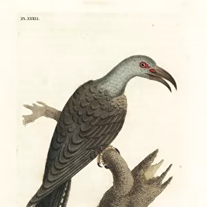 Channel-billed cuckoo, Scythrops novaehollandiae