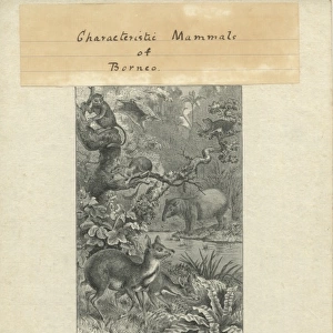 Characteristic Mammals of Borneo