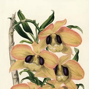 Charming dendrobium orchid, Dendrobium pulchellum