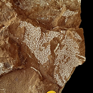 Chasmatopora furcata eichwald, bryozoan