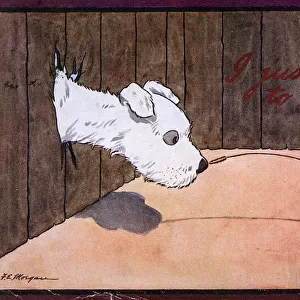 A cheeky mouse tickles a scruffy white dogs nose