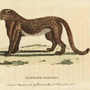 Cheetah or hunting leopard, Acinonyx jubatus