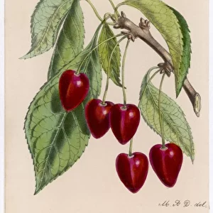 Cherry / Bigarreau Ludwig
