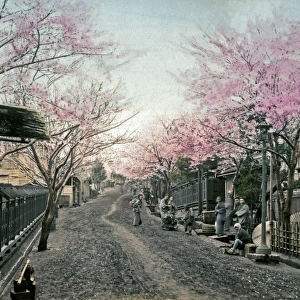 Cherry blossom, Yokohama, Japan