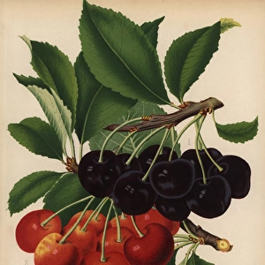 Cherry varieties: Bedford Prolific and Bigarreau