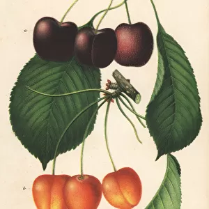 Cherry varieties, Bing and Napoleon, Prunus avium