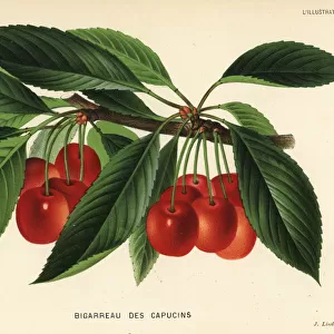 Cherry variety, Bigarreau des Capucins, Prunus avium