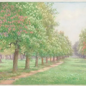 Chestnut Walk Kensington Gardens London Parks