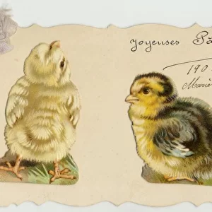 TWO CHICKS