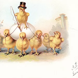 Eight chicks with an egg on an Easter postcard