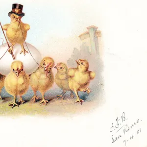 Eight chicks with an egg on an Easter postcard