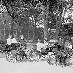 Children riding in Goat carriages in Central Park, New York