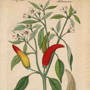 Chili pepper, Capsicum annuum